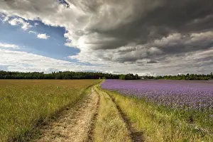 Stormy Weather Forecast Impressions: Between differents fields after storm