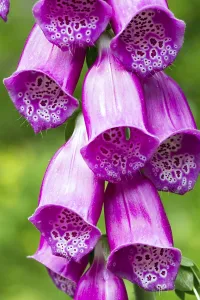 Foxglove Plant Impressions: Digitalis