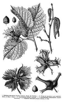 Historic Flora Images Impressions: Display chart, Common Hazel, illustration