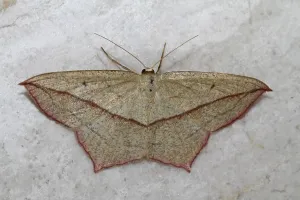 Geometer Moth Impressions: Dock moth