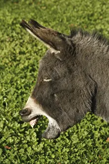 Livestock Photography Impressions: Donkey