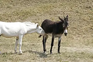 Animal Husbandry Impressions: Donkey