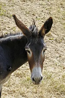Donkey Portrait Impressions: Donkey