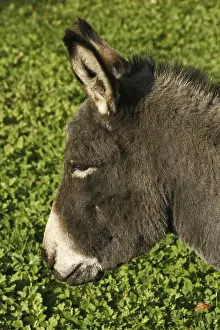 Livestock Photography Impressions: Donkey