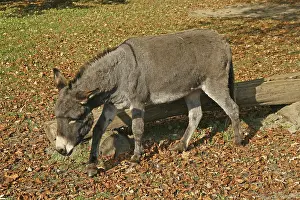 Domestic Donkey Impressions: Donkey