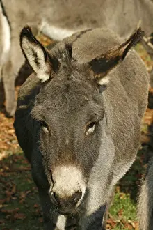 Donkey Portrait Impressions: Donkey