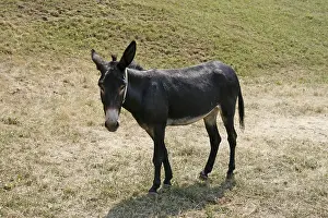 Animal Husbandry Impressions: Donkey
