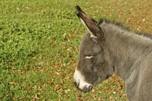 Domestic Ass Impressions: Donkey