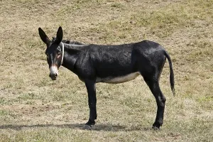 Animal Husbandry Impressions: Donkey