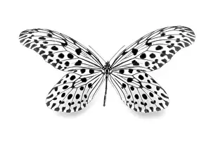 Close Up Insect Photography Impressions: Dots - dotted - dot