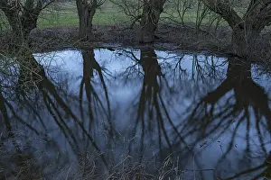 Deciduous Tree Reflection Impressions: Dramatic, ghostly, willows (Salix)