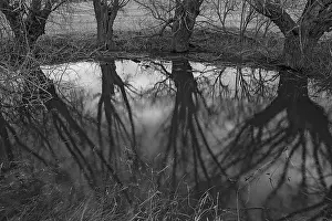 Deciduous Tree Reflection Impressions: Dramatic, ghostly, willows (Salix)