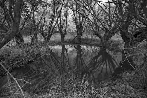 Deciduous Tree Reflection Impressions: Dramatic, ghostly, willows (Salix)