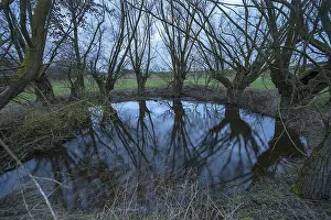 Deciduous Tree Reflection Impressions: Dramatic, ghostly, willows (Salix)