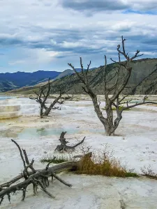 Travertine Terraces Impressions: Dramatic view of dead trees