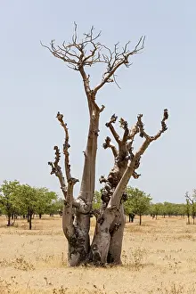 Namibia Drought Impressions: Dried out tree, Namibia