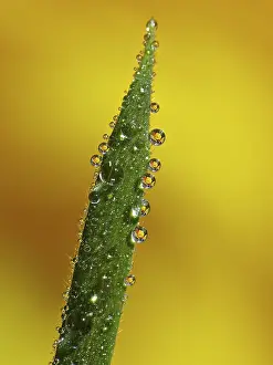 Macro Photography Impressions: Drop