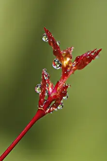 Macro Photography Impressions: Drop