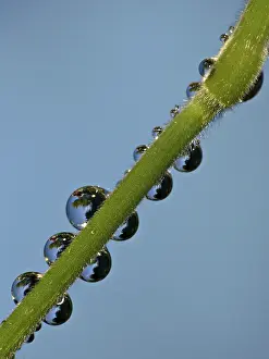 Macro Photography Impressions: Drop