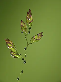 Water Droplets Photography Impressions: Drop