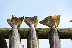 Atlantic Cod Nutrition Impressions: Drying cod in RAOst
Drying cod in Rst