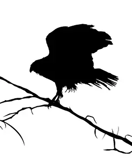 White Background Graphics Impressions: Eagle silhouette on a tree, vector objects over white background
