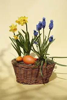 Studio Shot Of Easter Eggs Impressions: Easter basket with easter eggs