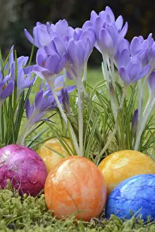 Spring Flowers Impressions: Easter eggs, Easter egg, eggs, Easter