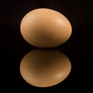 Egg Nutrition Facts Impressions: Egg