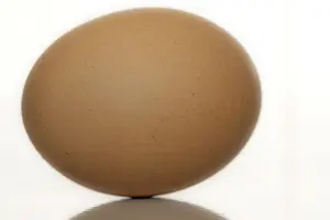 Studio Shot Egg Impressions: Egg