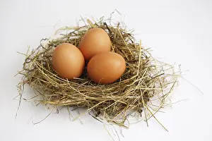 Brown Eggs Impressions: Three eggs in a nest: Easter