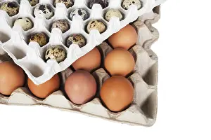 White Background Packaging Impressions: Eggs in the package on a white background