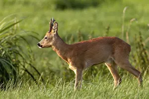 Wild Animal Behavior Europe Impressions: At the end of the first decade of August