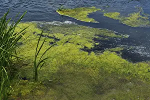 Deserted River Landscape Impressions: Environment, algae formation in the river