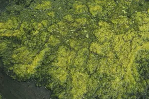 Hydrophytic Plant Species Impressions: Environment, algae formation in the river