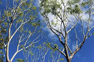 Eucalyptus Tree Impressions: Eucalyptuses (Eucalyptus), tree