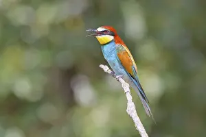 Bird Sitting On A Branch Impressions: European bee-eater (Merops apiaster) sitting on a branch