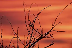Evening Landscape Photography Impressions: Evening red twigs in front of reddish cloud structures