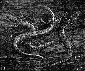 Vintage Illustration Impressions: Example of processing the races and atrophy of organs