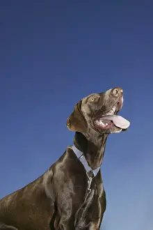 One Person With Dog Impressions: Expectations