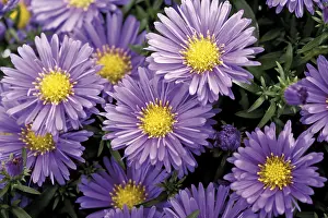 Blue Blossom Flowers Impressions: Fall asters (Aster)