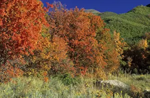Deciduous Forest Landscape Impressions: Fall coloured maple trees in the Wasatch Range