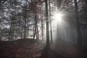 Autumn Forest Germany Impressions: Fall image with a shadowed forest