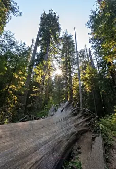 Giant Rainforest Tree Impressions: Fallen sequoia (Sequoia sempervirens)