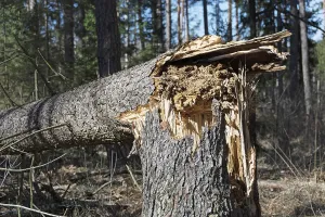 Symbolic Tree Picture Impressions: Fallen tree due to storm damage