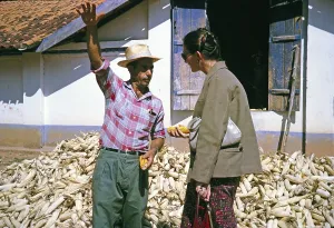 Rural Farm Life Impressions: Farmer growing sweetcorn explains to a visitor