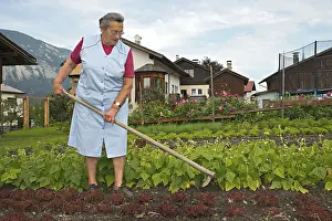 Vegetable Garden Impressions: Farmer working on the farm, weeding the vegetable patch