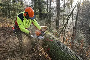 Tree Felling Impressions: Felling a tree