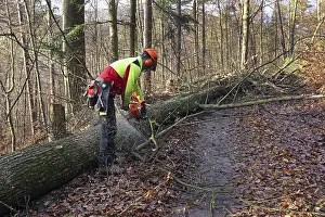 Forest Management Practices Impressions: Felling a tree