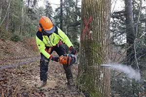 Tree Felling Impressions: Felling a tree